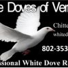 Welcome White Doves of Vermont! white doves card new